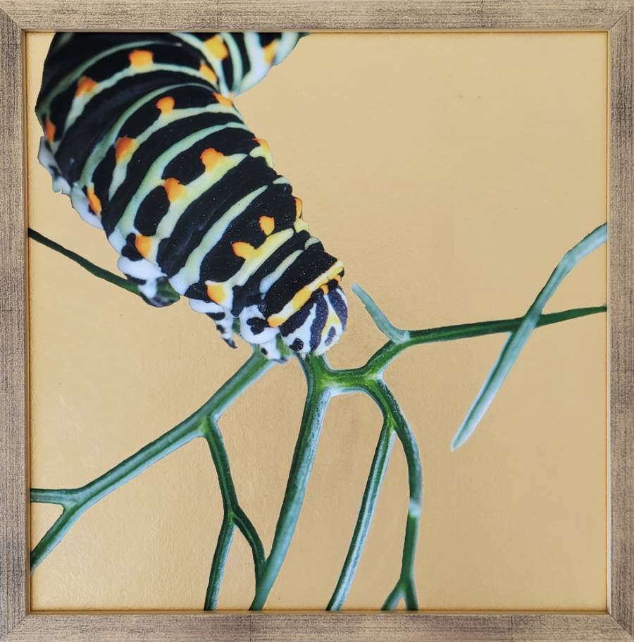 Chenille du Machaon